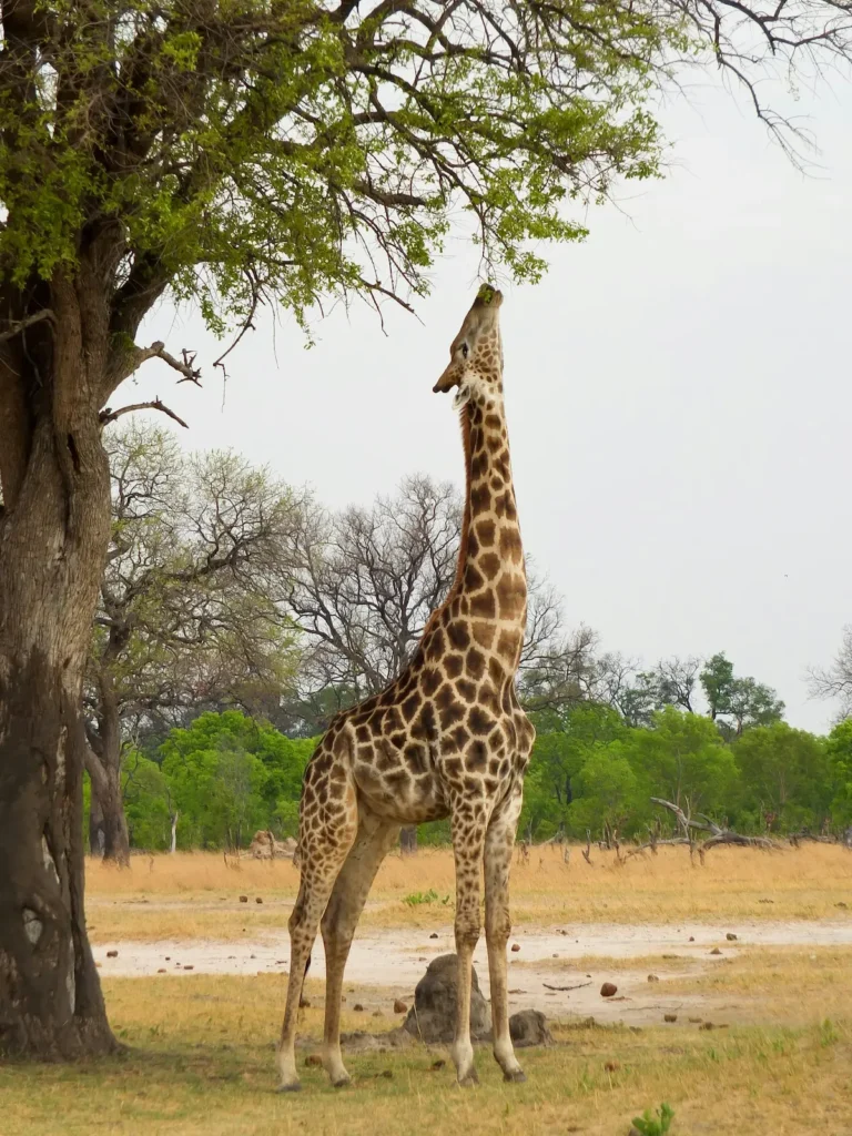 lamarck giraffe